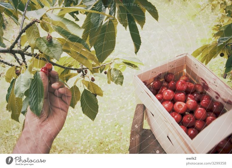 gleaning Gardening Hand Fingers Environment Nature Plant Summer Beautiful weather Tree Grass Agricultural crop Cherry tree Pick Fruit Fruit trees Harvest