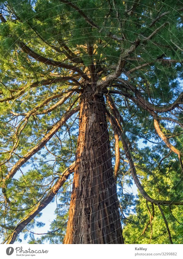 Sequoia seen from below Nature Plant Tree Redwood Cypress Park Forest Americas Old Strong Green Environment Environmental protection Botany Vertical