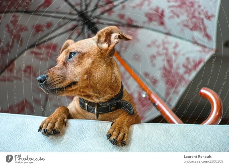 Miniature Pinscher dog waiting her owner sofa miniature pinscher viewed home animal portrait umbrella pet looking fur purebred