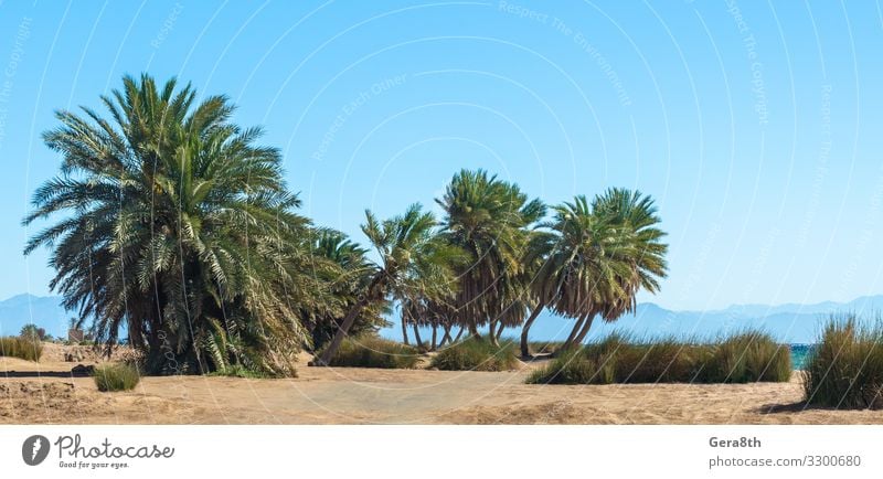 palm trees by the sea against the backdrop of mountains in Egypt Exotic Vacation & Travel Tourism Summer Beach Ocean Waves Mountain Nature Landscape Plant Sand