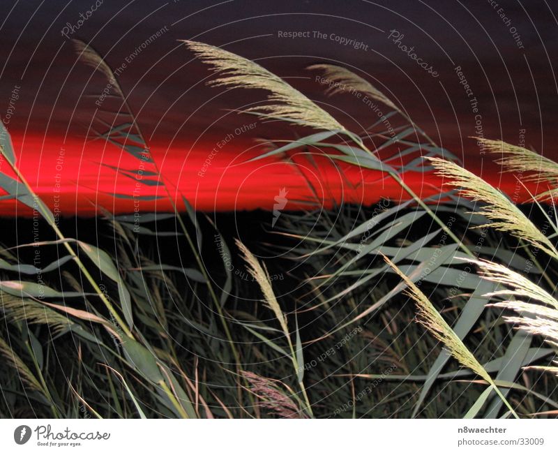 sunset Grass Play of colours Red Green Dusk Sky Contrast flash effect