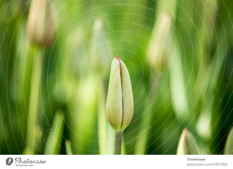 One from the tulip field tulips plants Flower Tulip field bud Closed Green Shallow depth of field Plant Nature Spring Exterior shot Deserted Netherlands Seasons