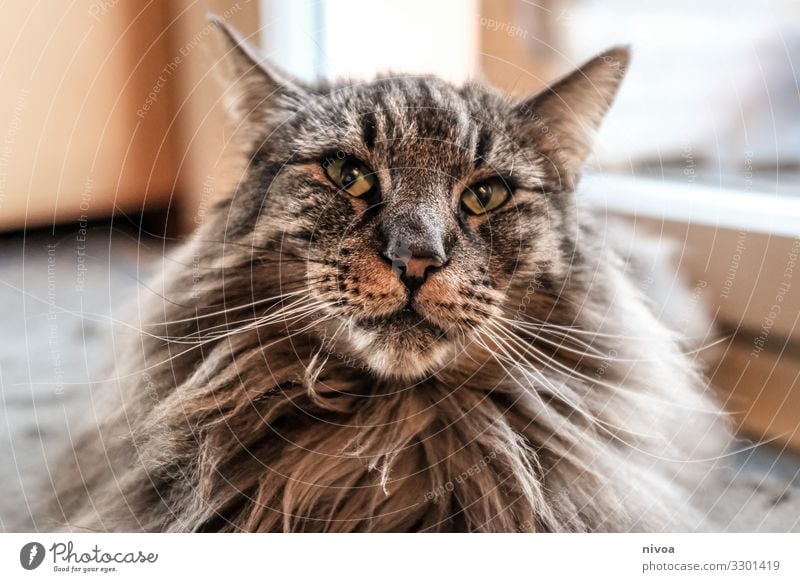 Norwegian Forest Cat Leisure and hobbies Playing Flat (apartment) Room Window Door Animal Pet Animal face 1 Observe Discover Looking Sit Brash Free Friendliness