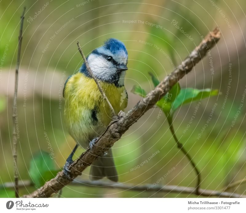 Curious-looking blue tit Nature Animal Sun Sunlight Beautiful weather Tree Leaf Twigs and branches Wild animal Bird Animal face Wing Claw Tit mouse Head Beak