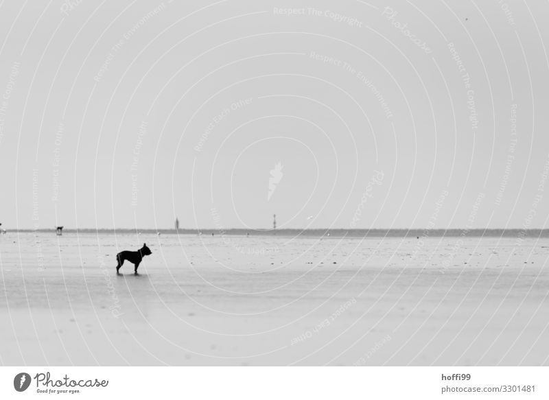 Little French mastiff alone at low tide in the Wadden Sea Beach Landscape Sand Water Sky Cloudless sky Coast Dog Observe Relaxation Stand Hiking Wait Willpower