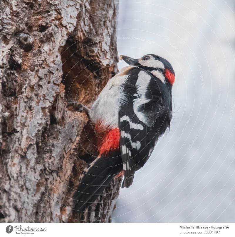 spotted woodpecker at the breeding cave Nature Animal Sky Sunlight Beautiful weather Tree Tree trunk Forest Wild animal Bird Animal face Wing Claw