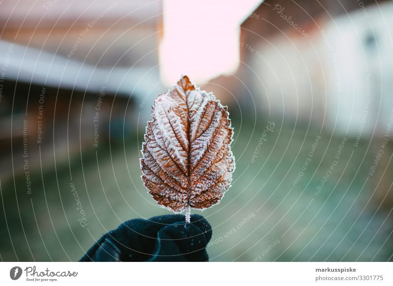 Frozen leaf Parenting Education Science & Research Child Study Gardening Human being Man Adults Hand 1 18 - 30 years Youth (Young adults) Nature Plant Animal