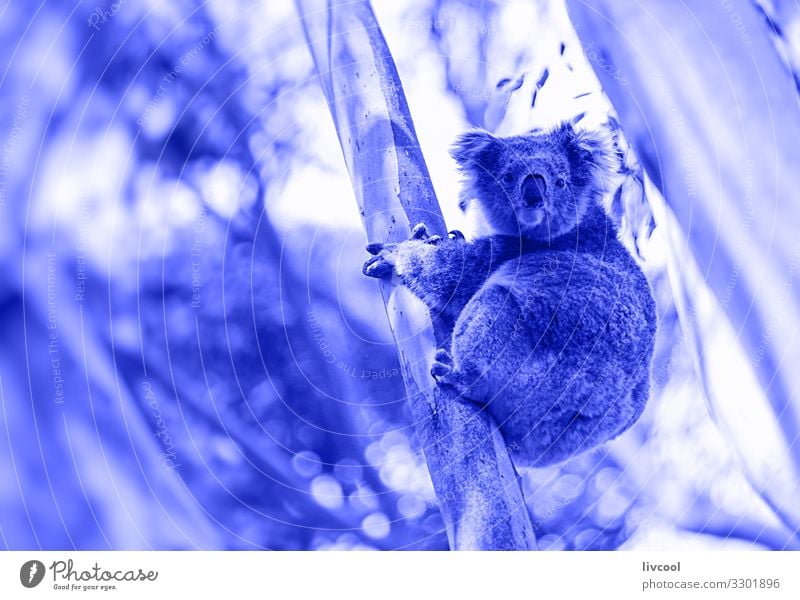 koala in his eucalyptus in blue Vacation & Travel Trip Adventure Family & Relations Group Nature Animal Tree Leaf Forest 1 Sleep Authentic Exceptional