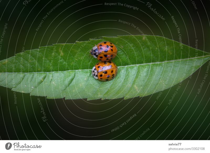 Snuggling Course Nature Plant Animal Leaf Beetle Insect Ladybird 2 Crawl Love Relationship Considerate Equal Happy Protection Contentment Pair of animals