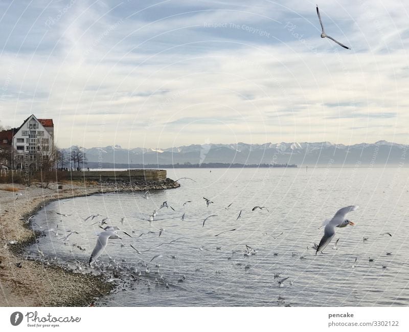 and eternal greetings... Nature Landscape Elements Water Sky Winter Lakeside Lake Constance Friedrichshafen Town Port City House (Residential Structure)