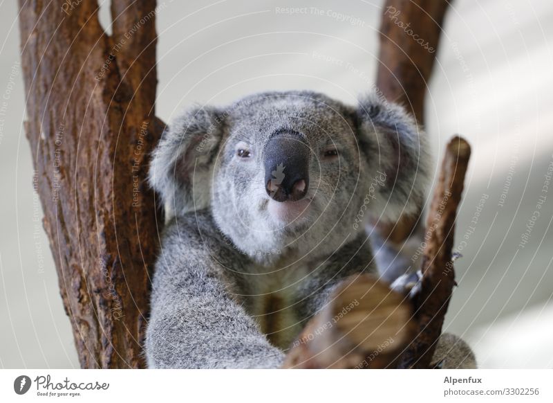 koala Animal Wild animal Koala 1 Observe Hang Sit Fear Fear of the future Indifferent Chaos Uniqueness Apocalyptic sentiment Society Hope Climate Sustainability