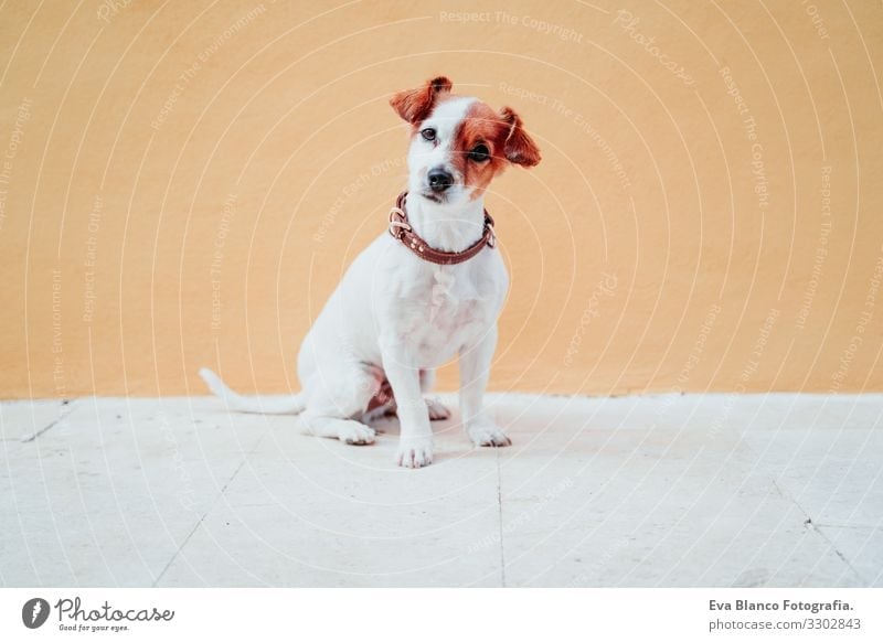 cute jack russel dog sitting over yellow background Dog Jack Russell terrier Sit Exterior shot City Yellow Background picture intelligent Deserted Cute Small