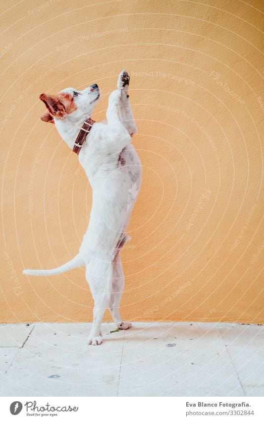 cute jack russel dog standing on two legs over yellow background. Cute dog asking for treats with paws Dog Jack Russell terrier Sit Exterior shot City Yellow