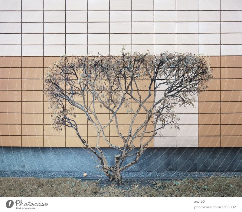 growth limit Tree Wall (barrier) Wall (building) Facade Tile Sharp-edged Simple Modern Twigs and branches Colour photo Subdued colour Exterior shot Detail