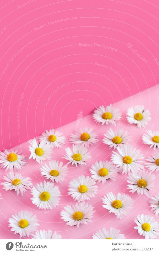 White daisies on a pink background Design Decoration Wedding Woman Adults Mother Flower Love Pink Creativity daisy Blossom leave romantic light pink flat lay