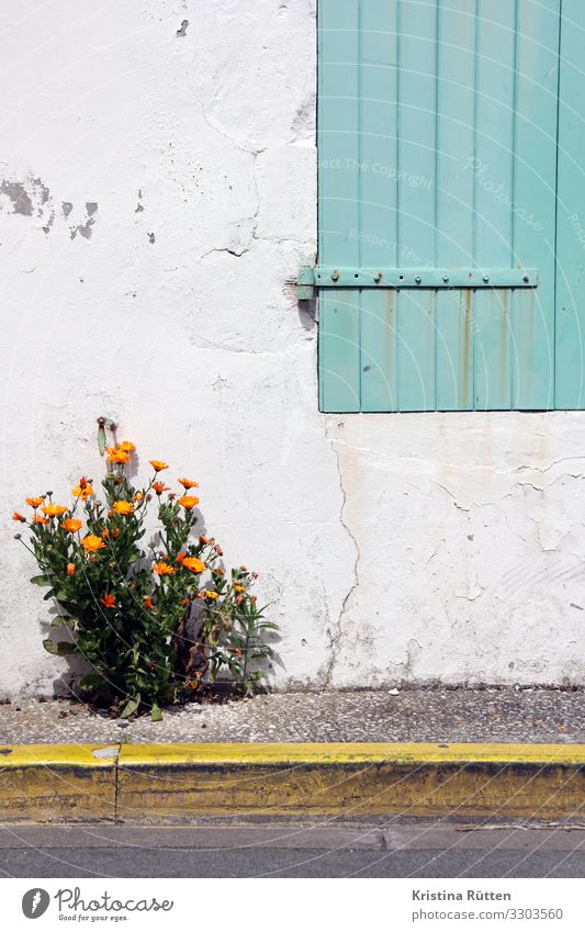 little flowers Plant Flower Agricultural crop Wild plant Garden Wall (barrier) Wall (building) Facade Window Street Blossoming Yellow Green Orange Turquoise