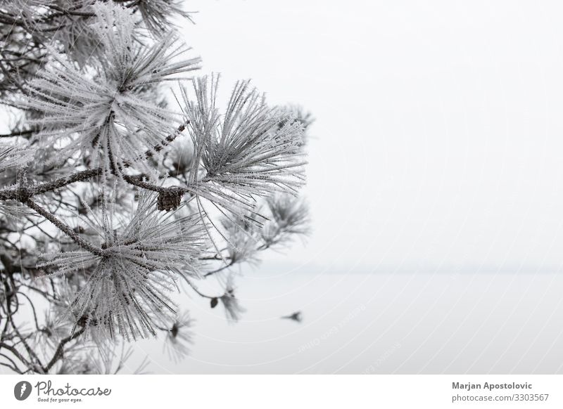 Close-up of a frosted pine tree in winter time Environment Nature Plant Water Cloudless sky Winter Weather Fog Ice Frost Tree Coast River bank Lake Cool (slang)