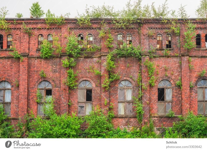 Squat or greenhouse - old factory facade with natural facade greening Factory Wall (barrier) Wall (building) Window Roof Eaves arched window Bricks Old