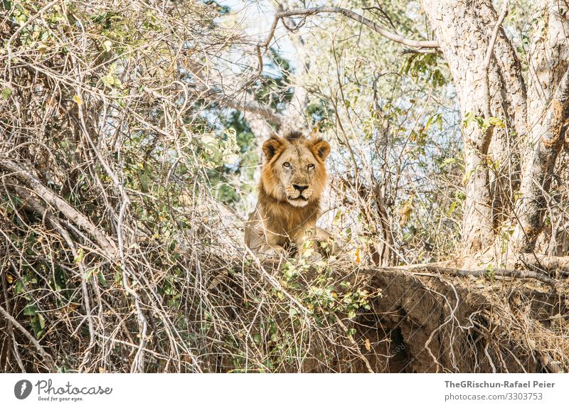 Male lion in the wild Safari Animal Africa Colour photo Exterior shot Vacation & Travel Animal portrait Wild animal Tansania trees Looking into the camera