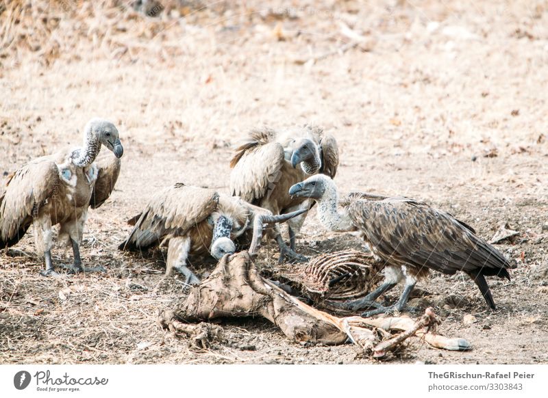 Four vultures eating a dead animal Vulture Bird Animal Feather Exterior shot Scavenger animal world To feed Beak Bone Prey Gray Dry Dusty predator raptor