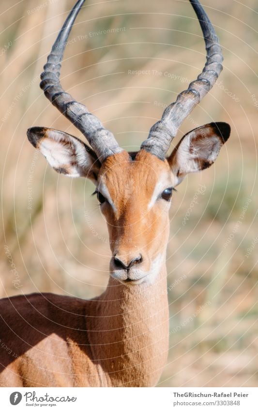Portrait of a gazelle Safari Animal Africa Colour photo Exterior shot Vacation & Travel Animal portrait Tansania Looking into the camera Discover 1 Deserted