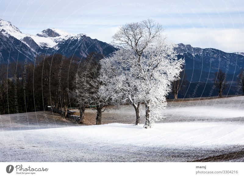 It's not always snowing everywhere. Winter Snow Mountain Nature Landscape Ice Frost Tree Canyon Ennstal Ennstaler Alps Exceptional Authentic Uniqueness Cold