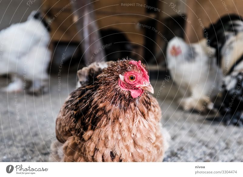 Hen in a stable Food Meat Egg Healthy Trip Freedom Agriculture Forestry Environment Landscape Climate Weather Hut Barn Animal Farm animal Bird Zoo Barn fowl