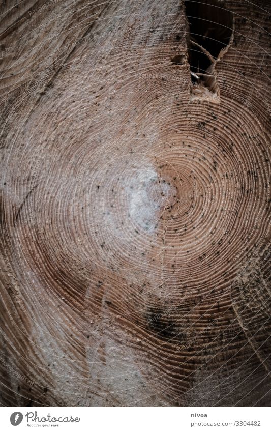 Annual Growth Rings by Andrew Ackerley/science Photo Library
