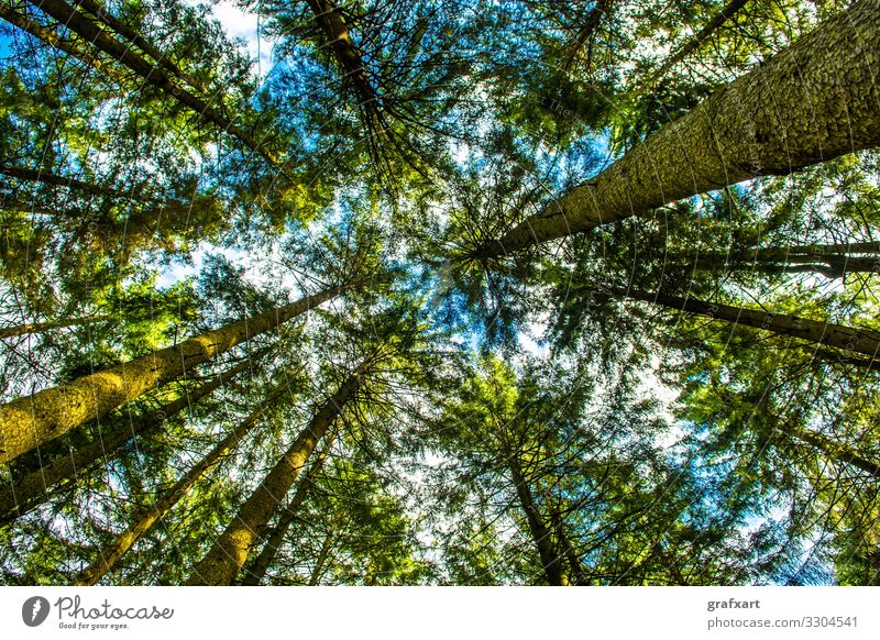 View Up To The Tree Crowns Of A Conifer Forest asset austria background biodiversity biomass carbondioxide climate climate change conservation crown ecology