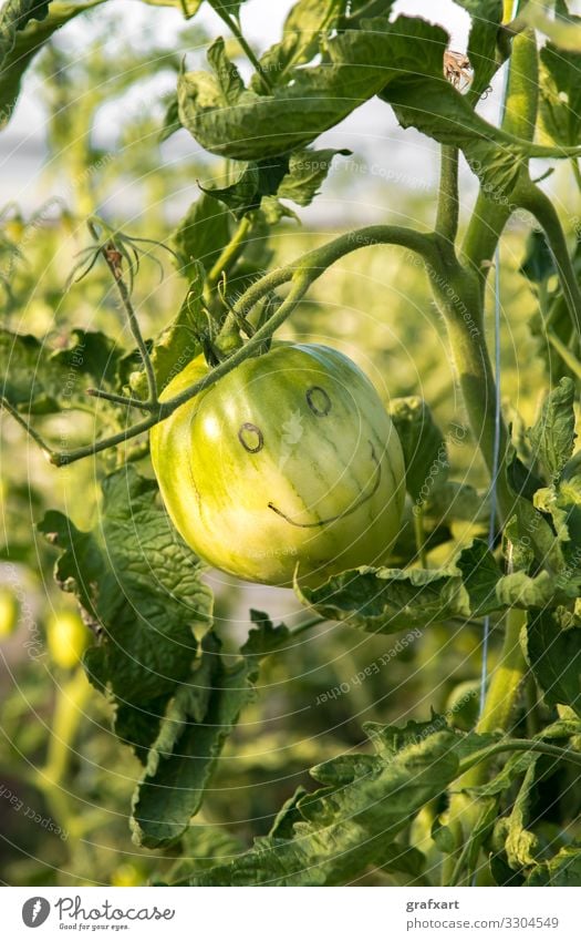 Happy Green Tomato with Funny Smiling Face agriculture alone art background botany crop emotion environment eyes face feelings food friendly fruit fun funny