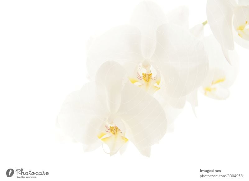 orchids Plant Orchid Blossom Orchid blossom phalaenopsis Exotic Beautiful Grief "Branch White moon orchid Close-up Bright background blurred background