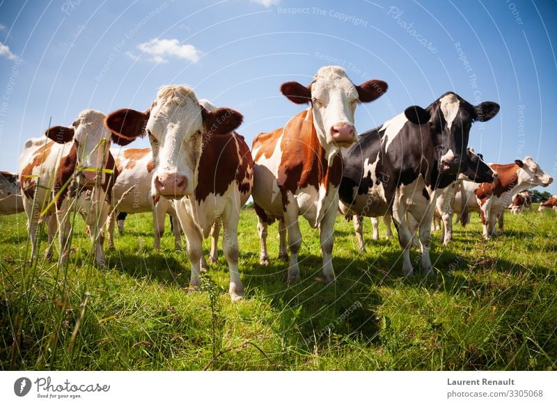 Herd of cows in the pasture Meat Nature Animal Cow To feed Cute agriculture Beast Beef bovine Cattle country Dairy Farm Large-scale holdings field head heifer