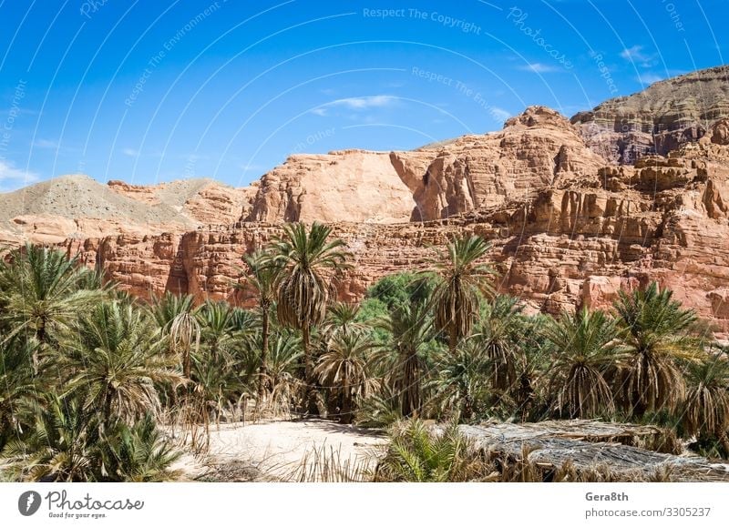 oasis with palm trees in the desert in Egypt Dahab Exotic Vacation & Travel Tourism Summer Mountain Nature Landscape Plant Sky Clouds Warmth Tree Rock Canyon