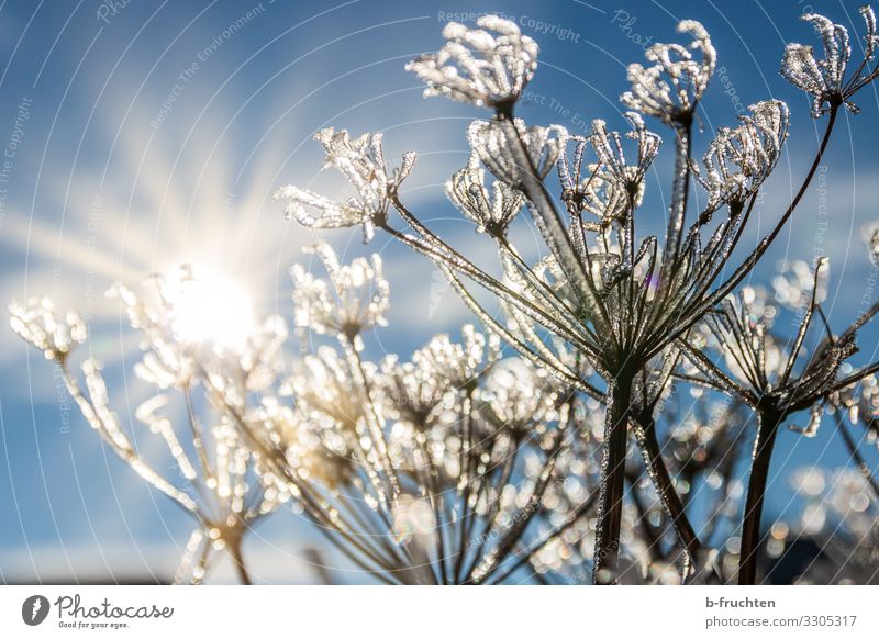 Plants in winter Life Harmonious Winter Sky Sun Beautiful weather Ice Frost Grass Bushes Park Meadow Free Friendliness Fresh Glittering Cold Colour photo
