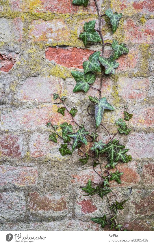 Ivy creeper on a brick wall. Lifestyle Design Healthy Wellness Relaxation Garden Workplace Economy Art Architecture Environment Nature Landscape Plant