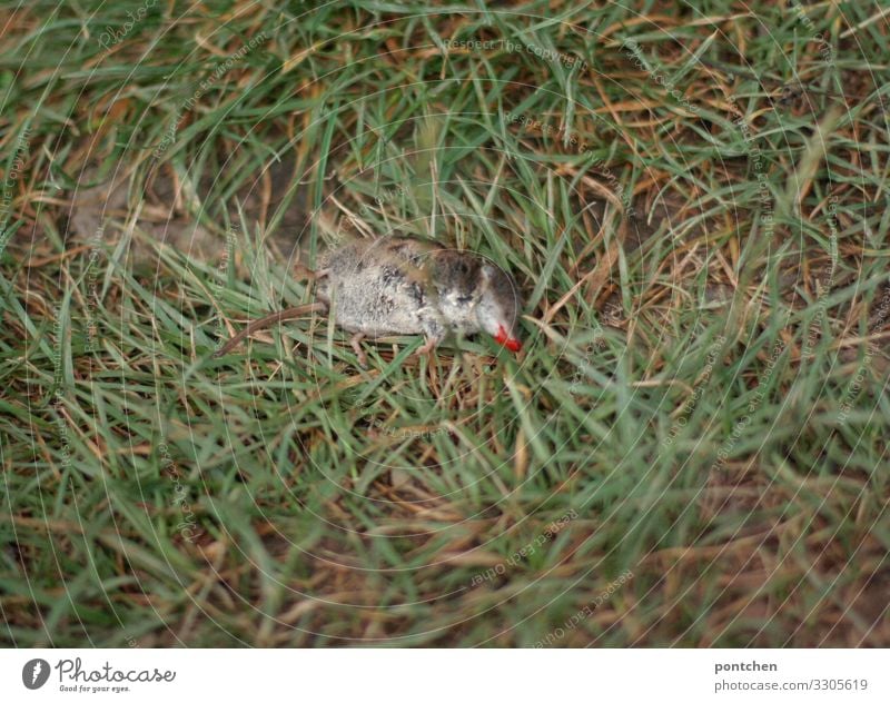 Dead mole's in the grass. Gardening Animal Wild animal Dead animal Mouse 1 Red Meadow Grass Earth Lie Wound Death Mole blossom Baby animal Animal protection