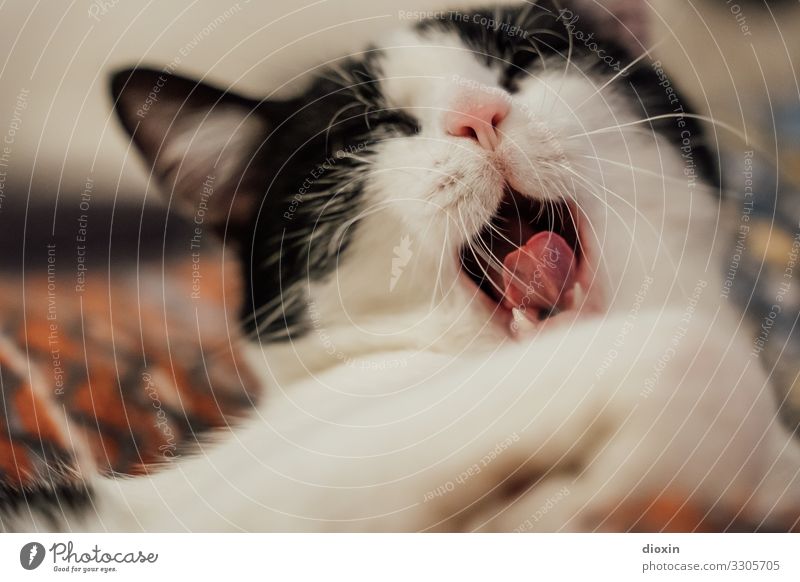 Morgaeaaaaah! Animal Pet Cat Animal face Domestic cat Cat's tongue 1 Fatigue Exhaustion Wake up Yawn Colour photo Interior shot Close-up Deserted