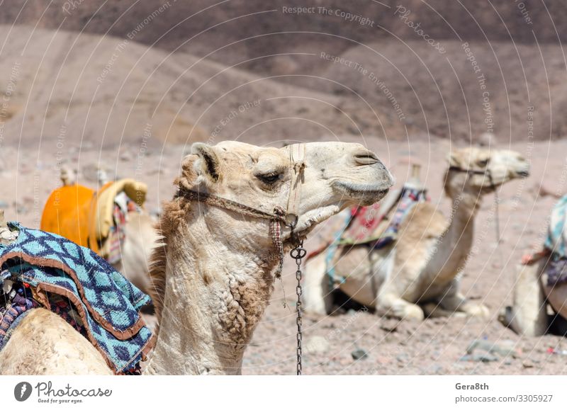 camels in rocky desert of Egypt Dahab South Sinai Exotic Vacation & Travel Tourism Summer Mountain Nature Animal Sand Transport Pack Stone Smiling Authentic