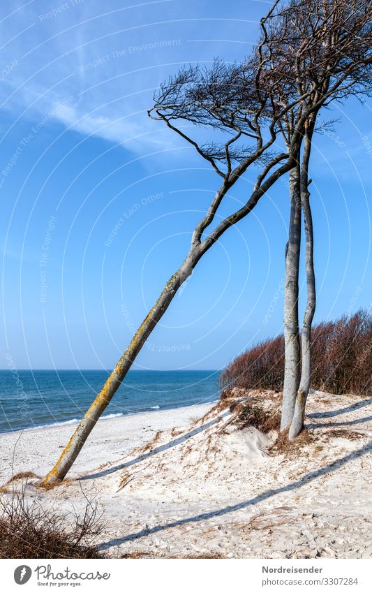 Wind chaser on the west beach Vacation & Travel Tourism Summer vacation Nature Landscape Elements Sand Water Cloudless sky Spring Beautiful weather Tree Waves