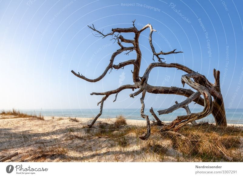 western beach Vacation & Travel Tourism Beach Ocean Nature Landscape Elements Sand Water Cloudless sky Spring Summer Beautiful weather Tree North Sea Baltic Sea