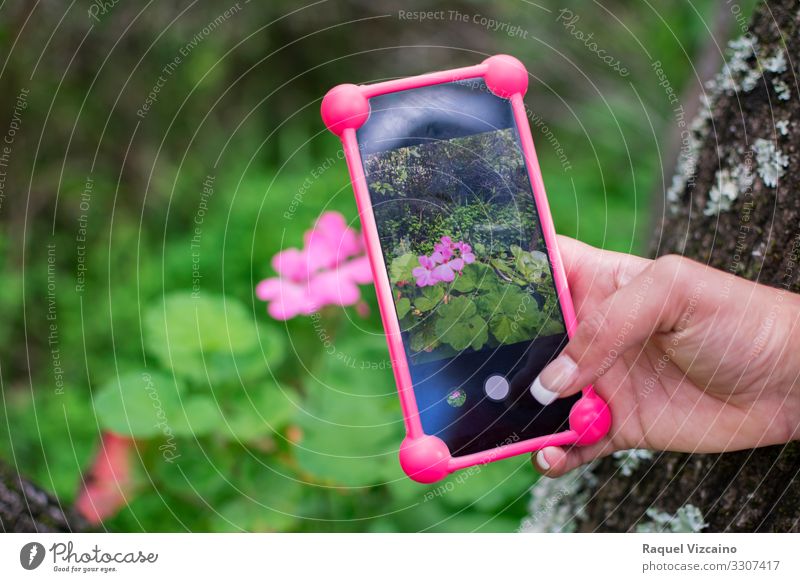 Photo with a smartphone to a pink flower. Telephone Cellphone Technology Hand Nature Spring Flower Beautiful Green Pink mobile to photograph display Digital