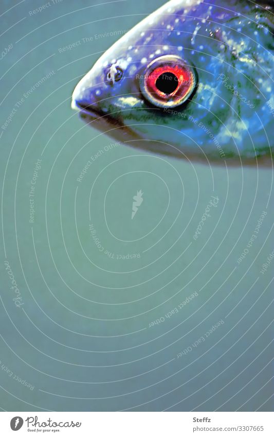 speech Fish Fisheye Fish head Eyes red eye Fish mouth Observe Looking encounter differently look look down from above observation Encounter round eye Monitoring