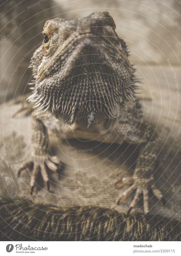 bearded dragons Animal Scales Claw Barbed agame Lizards Saurians Reptiles Dinosaur Observe Crouch Love of animals Beautiful Serene Patient Calm Self Control