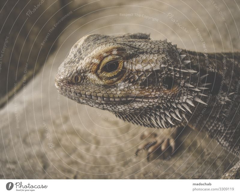 bearded dragons Animal Scales Claw Dinosaur Reptiles Barbed agame Saurians Lizards Observe Love of animals Attentive Watchfulness Caution Serene Patient Calm