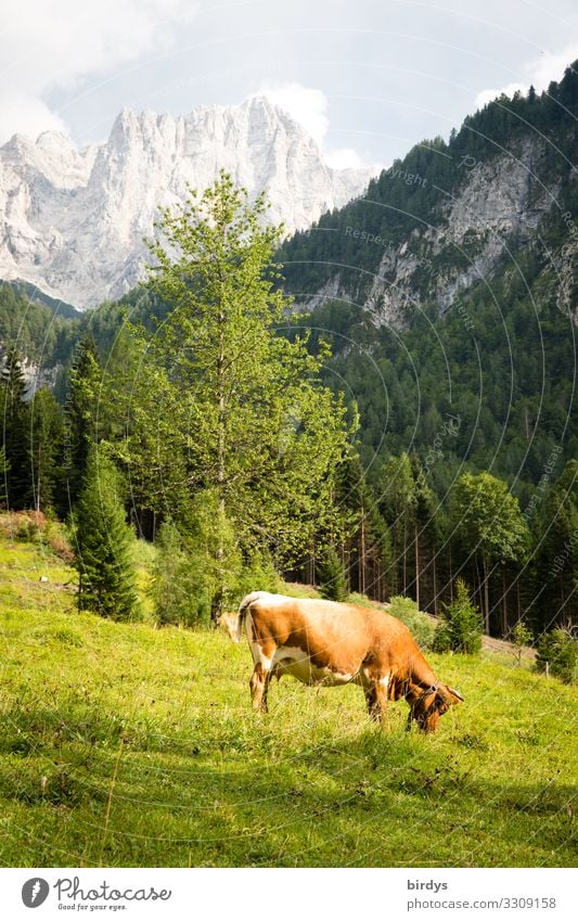 Alpine idyll in Slovenia Vacation & Travel Summer vacation Hiking Agriculture Forestry Nature Sky Clouds Sunlight Beautiful weather Tree Meadow Mountain Peak