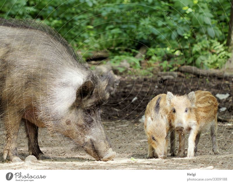 female wild boar and young boar in the forest Environment Nature Plant Animal Spring Beautiful weather Bushes Forest Woodground Wild animal Wild boar Young boar