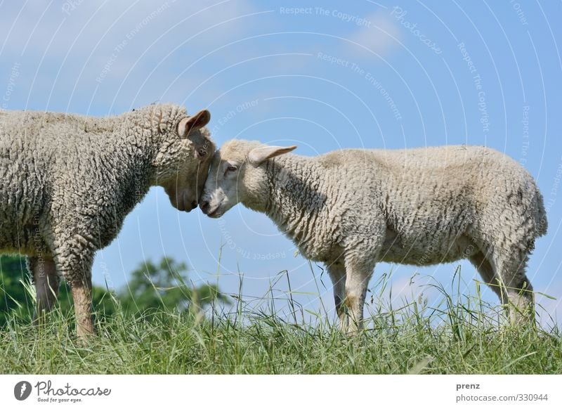 head to head Environment Nature Animal Farm animal 2 Pair of animals Blue Gray Green Sheep Grass Colour photo Exterior shot Deserted Copy Space top Day Light