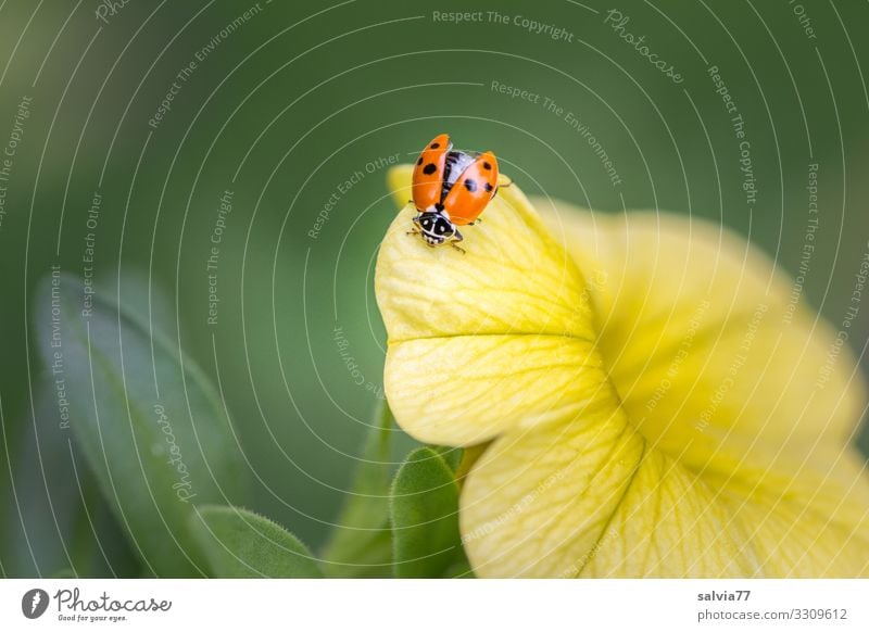 Ladybird sitting on yellow flower with open wing Nature Flower Blossom Yellow Summer Plant Macro (Extreme close-up) Colour photo Deserted Shallow depth of field