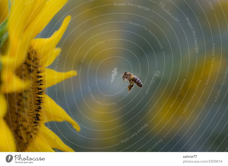 bee flight Environment Nature Plant Animal Summer Climate Flower Blossom Sunflower Garden Field Farm animal Bee Insect Honey bee 1 Blossoming Fragrance Target
