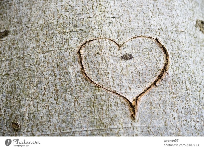 A heart cut into the bark of a tree Tree Wood Sign Happy Joie de vivre (Vitality) Spring fever Enthusiasm Love Heart Heart-shaped Tree trunk Tree bark